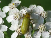 Schwefelkäfer, Cteniopus flavus