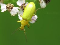 Schwefelkäfer, Cteniopus flavus