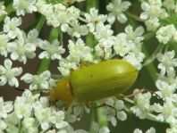 Schwefelkäfer, Cteniopus flavus