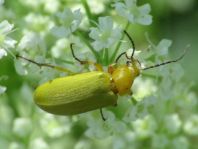 Schwefelkäfer, Cteniopus flavus