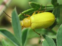 Schwefelkäfer, Cteniopus flavus