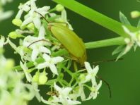 Schwefelkäfer, Cteniopus flavus