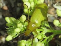 Schwefelkäfer, Cteniopus flavus