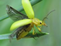 Schwefelkäfer, Cteniopus flavus