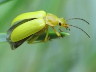 Schwefelkäfer, Cteniopus flavus