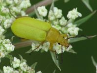 Schwefelkäfer, Cteniopus flavus
