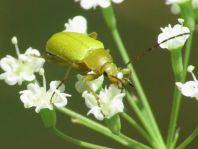 Schwefelkäfer, Cteniopus flavus
