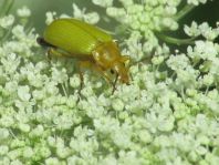 Schwefelkäfer, Cteniopus flavus