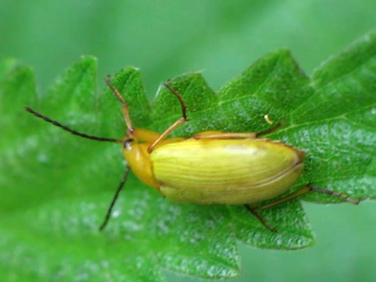 Schwefelkäfer, Cteniopus flavus
