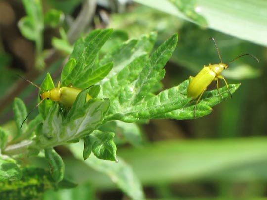 Schwefelkäfer, Cteniopus flavus