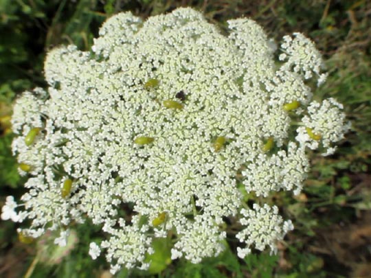 Schwefelkäfer, Cteniopus flavus
