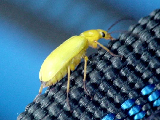 Schwefelkäfer, Cteniopus flavus