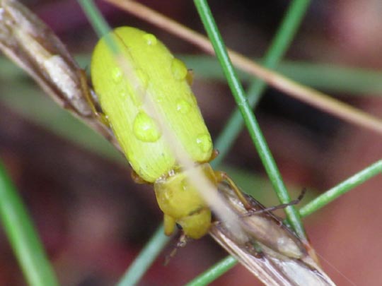 Schwefelkäfer, Cteniopus flavus