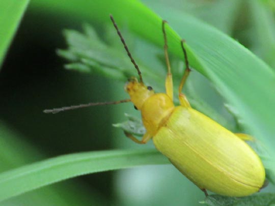 Schwefelkäfer, Cteniopus flavus