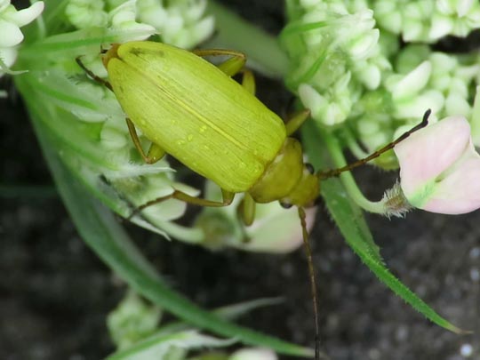 Schwefelkäfer, Cteniopus flavus