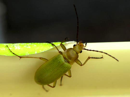Schwefelkäfer, Cteniopus flavus