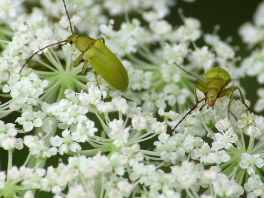 Schwefelkäfer, Cteniopus flavus