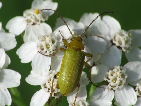 Schwefelkäfer, Cteniopus flavus