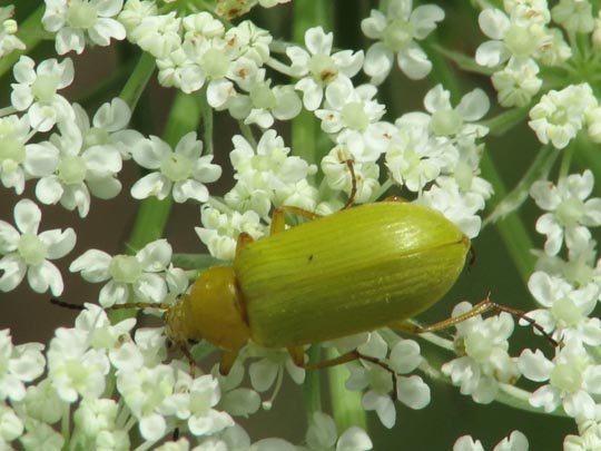 Schwefelkäfer, Cteniopus flavus