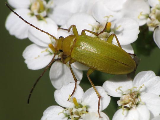 Schwefelkäfer, Cteniopus flavus