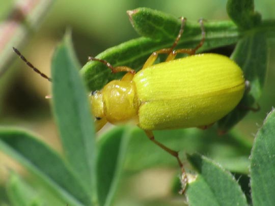 Schwefelkäfer, Cteniopus flavus
