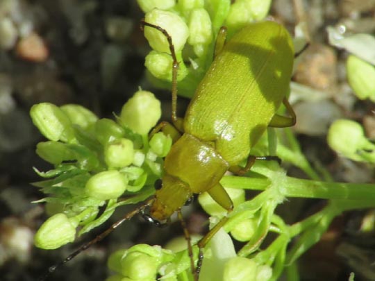 Schwefelkäfer, Cteniopus flavus