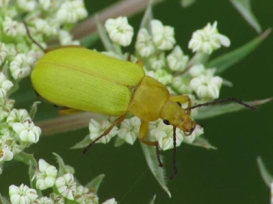 Schwefelkäfer, Cteniopus flavus