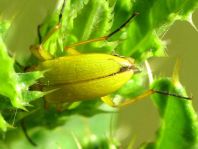 Schwefelkäfer, Cteniopus flavus