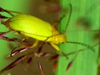 Schwefelkäfer, Cteniopus flavus