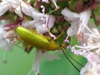 Schwefelkäfer, Cteniopus flavus