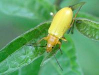 Schwefelkäfer, Cteniopus flavus