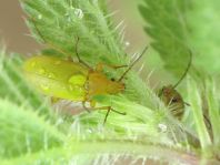 Schwefelkäfer, Cteniopus flavus