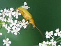 Schwefelkäfer, Cteniopus flavus