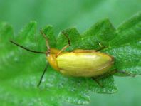 Schwefelkäfer, Cteniopus flavus