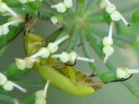 Schwefelkäfer, Cteniopus flavus