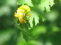 Schwefelkäfer, Cteniopus flavus