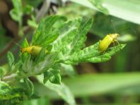 Schwefelkäfer, Cteniopus flavus