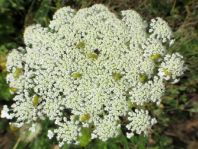 Schwefelkäfer, Cteniopus flavus