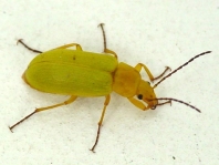 Schwefelkäfer, Cteniopus flavus