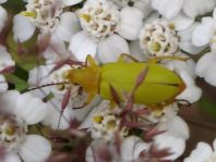 Schwefelkäfer, Cteniopus flavus
