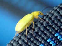 Schwefelkäfer, Cteniopus flavus
