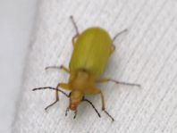Schwefelkäfer, Cteniopus flavus