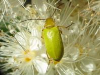 Schwefelkäfer, Cteniopus flavus