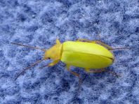 Schwefelkäfer, Cteniopus flavus