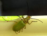 Schwefelkäfer, Cteniopus flavus