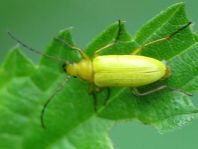 Schwefelkäfer, Cteniopus flavus