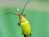 Schwefelkäfer, Cteniopus flavus