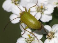 Schwefelkäfer, Cteniopus flavus
