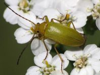 Schwefelkäfer, Cteniopus flavus