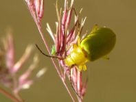 Schwefelkäfer, Cteniopus flavus